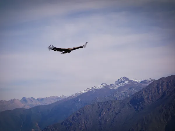 Arequipa ¿Cómo llegar al Cañón del Colca en solo 1 día?